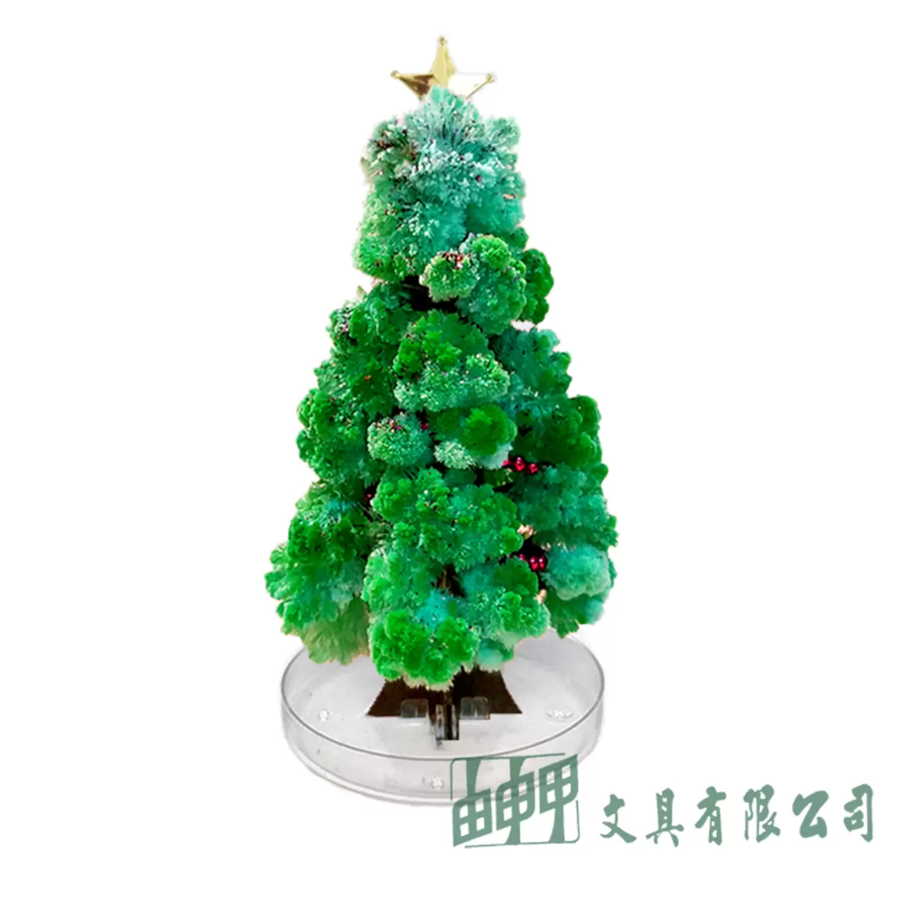 由申甲 聖誕樹紙樹開花