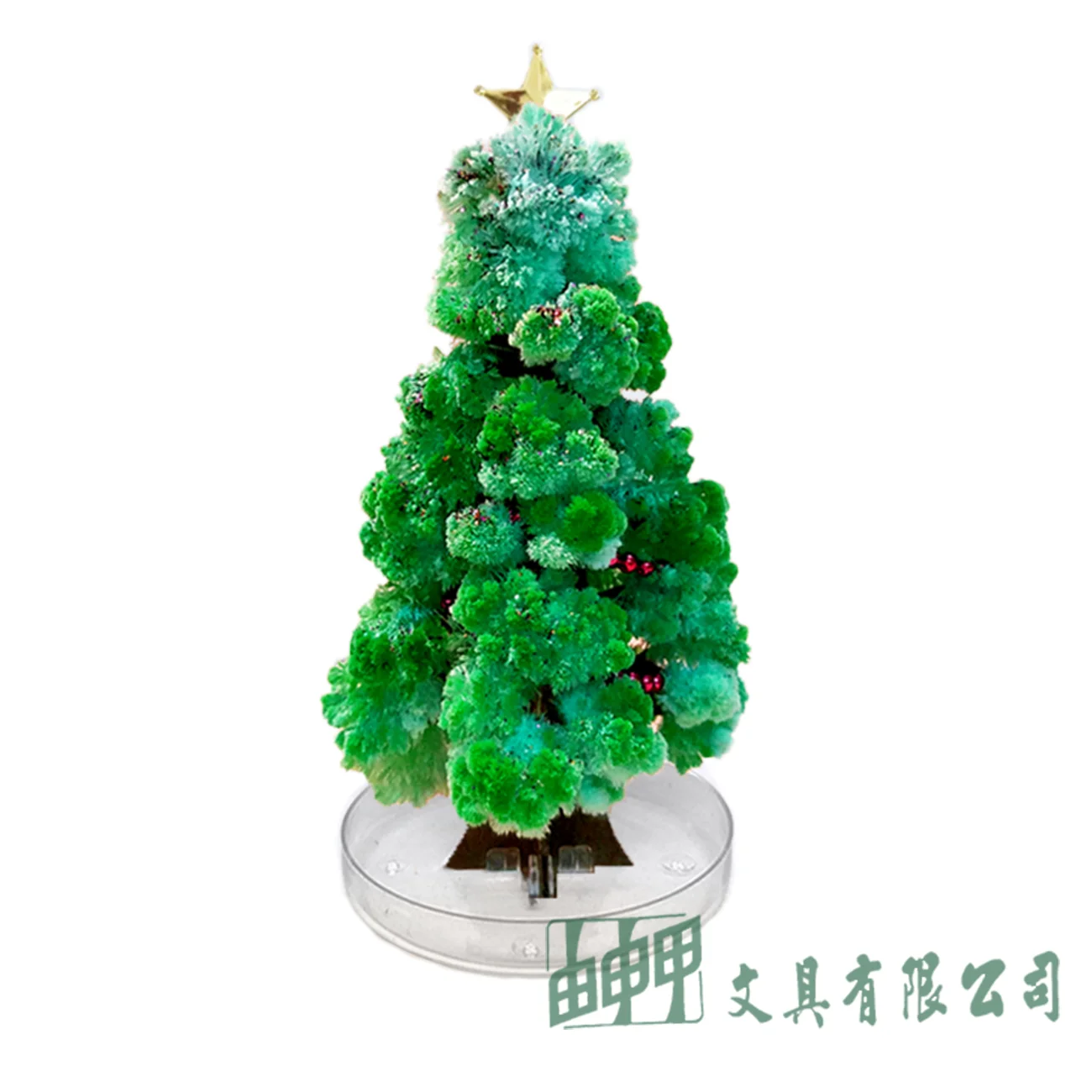 由申甲 聖誕樹紙樹開花